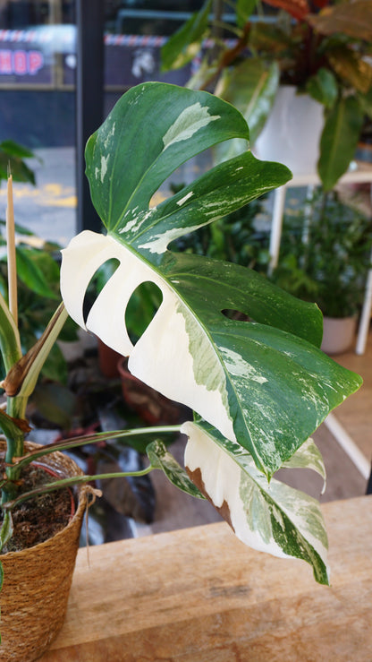 monstera albo variegata borsigiana studio plantes rares panaché jungle jardinerie strasbourg rare plant shop online pflanzen