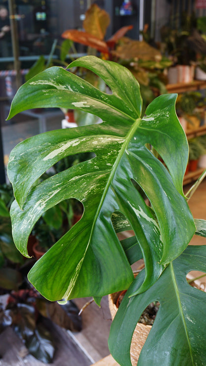 monstera albo variegata borsigiana studio plantes rares panaché jungle jardinerie strasbourg rare plant shop online pflanzen