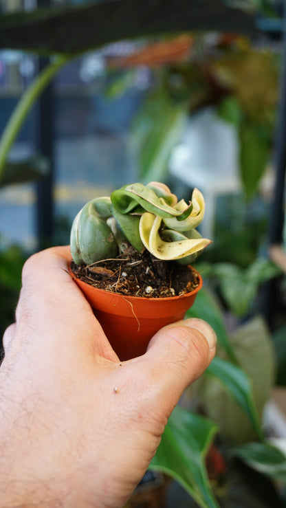 Hoya Compacta Variegata studio plantes rares jungle jardinerie strasbourg rare plant shop online pflanzen