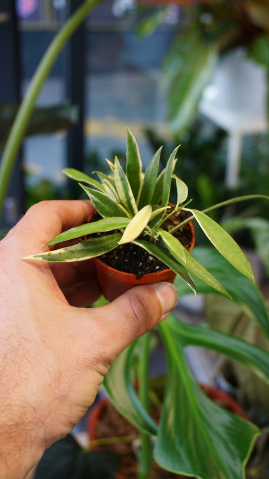 Hoya Tsangii Albomarginata studio plantes rares jungle jardinerie strasbourg rare plant shop online pflanzen