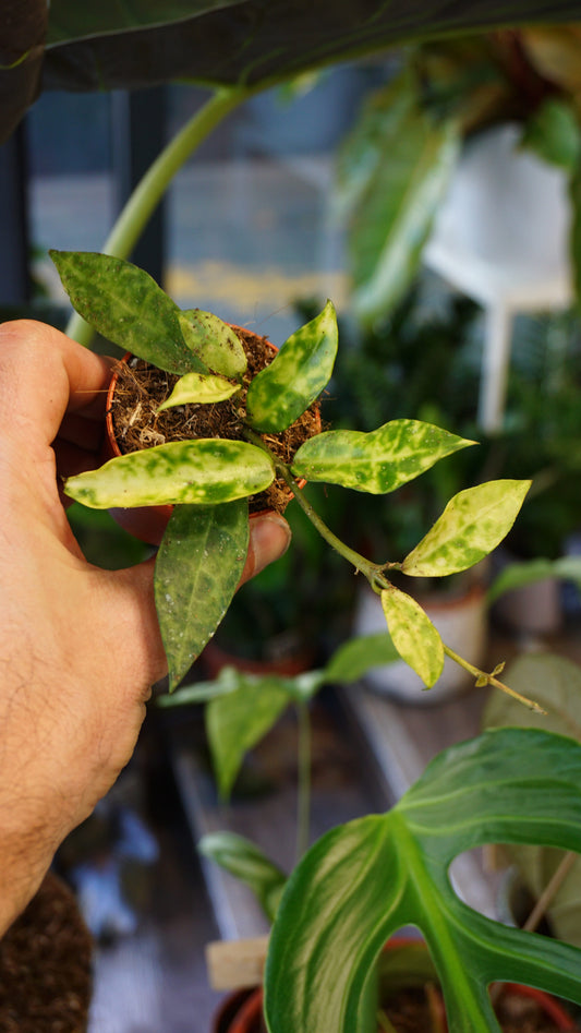 Hoya Lacunosa Amarillo studio plantes rares jungle jardinerie strasbourg rare plant shop online pflanzen