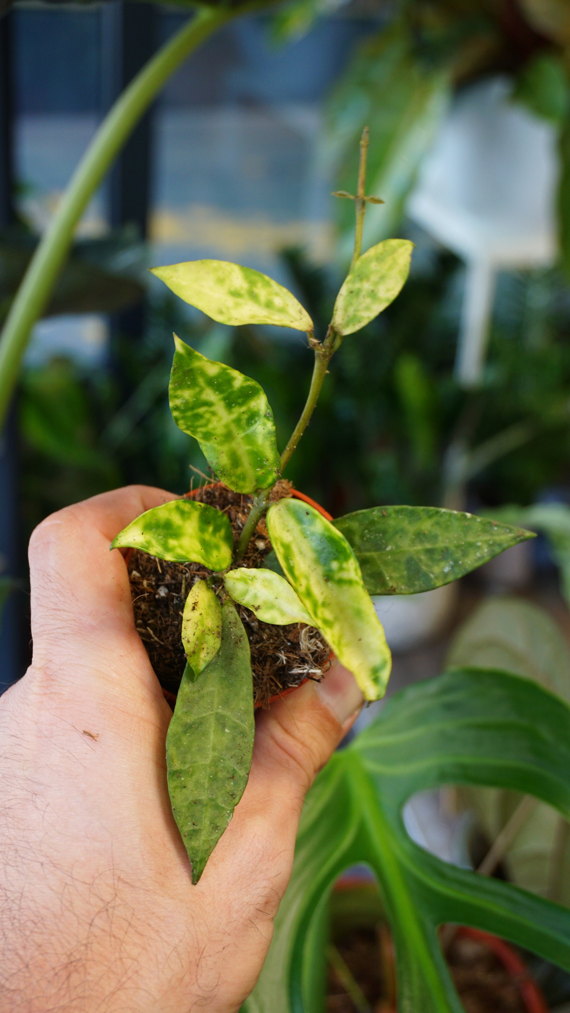 Hoya Lacunosa Amarillo studio plantes rares jungle jardinerie strasbourg rare plant shop online pflanzen