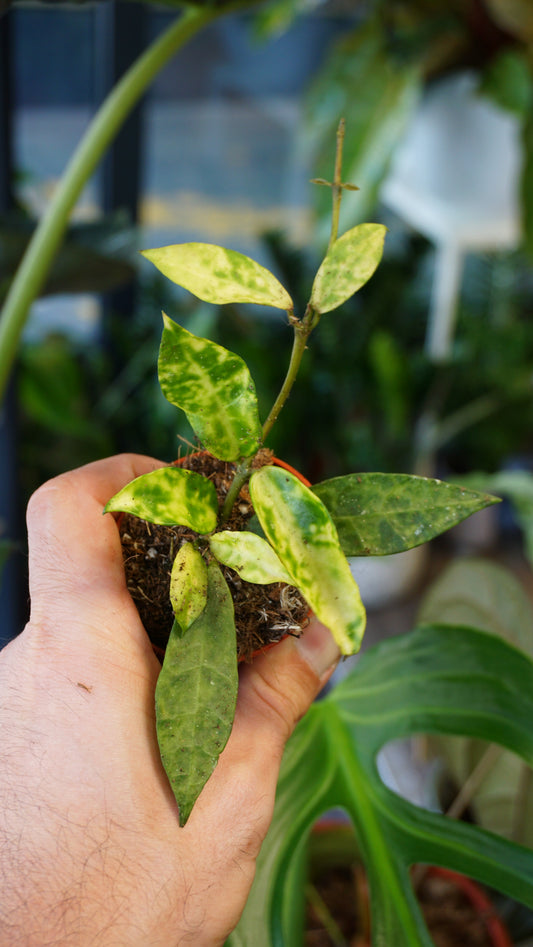 Hoya Lacunosa Amarillo studio plantes rares jungle jardinerie strasbourg rare plant shop online pflanzen