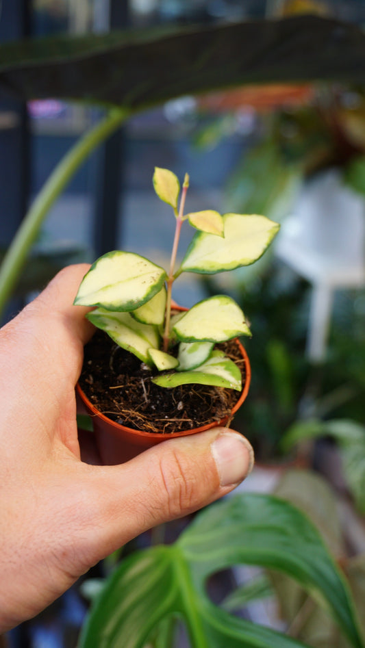 Hoya Heuschkeliana Variegata studio plantes rares jungle jardinerie strasbourg rare plant shop online pflanzen 