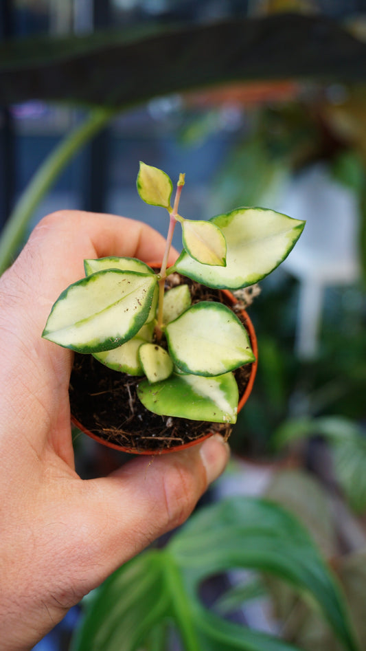 Hoya Heuschkeliana Variegata studio plantes rares jungle jardinerie strasbourg rare plant shop online pflanzen