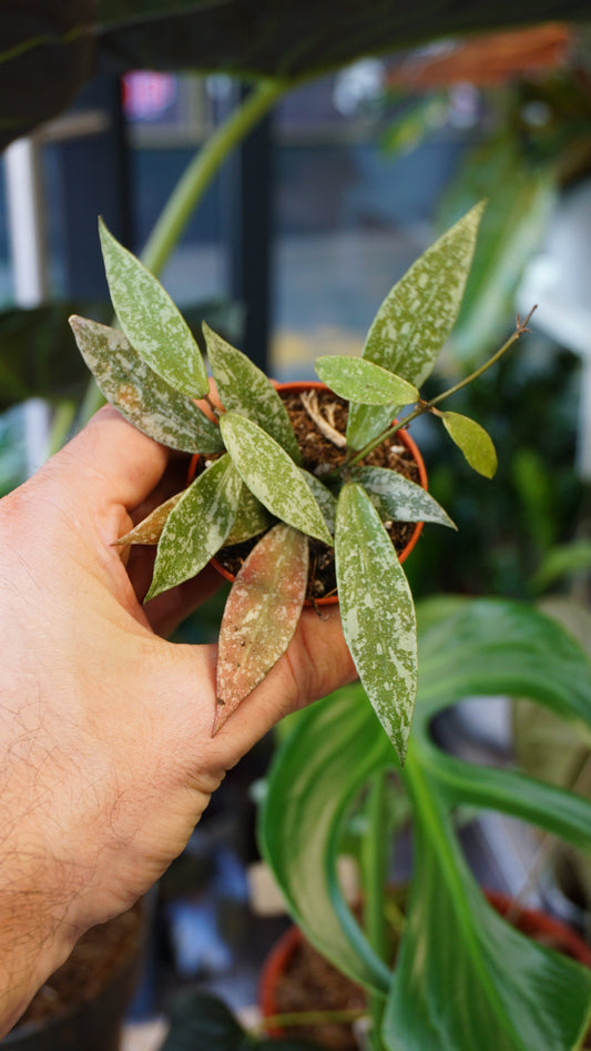 Hoya Lacunosa Laos studio plantes rares jungle jardinerie strasbourg rare plant shop online pflanzen