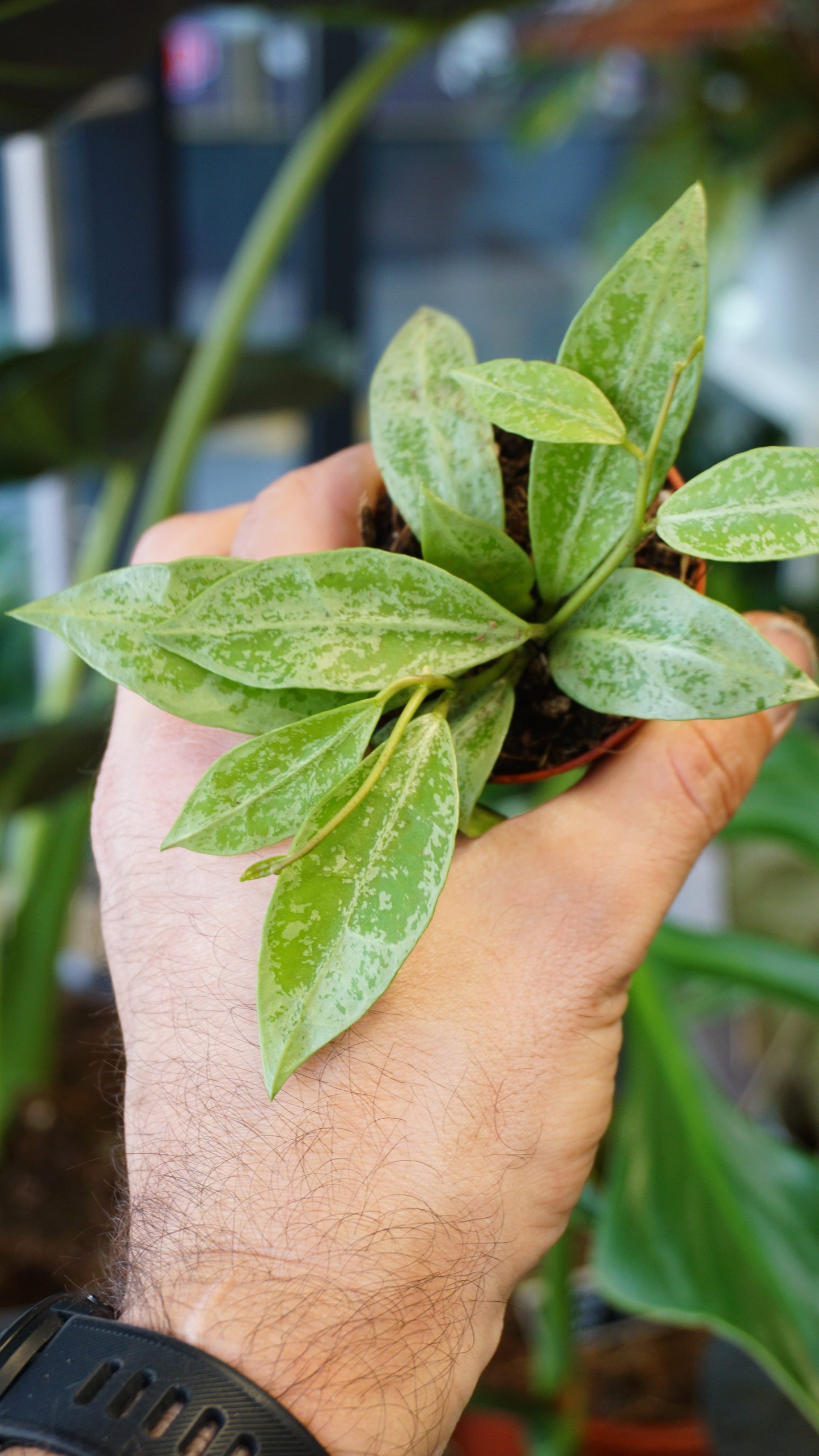 Hoya Lacunosa Snow Leopard studio plantes rares jungle jardinerie strasbourg rare plant shop online pflanzen