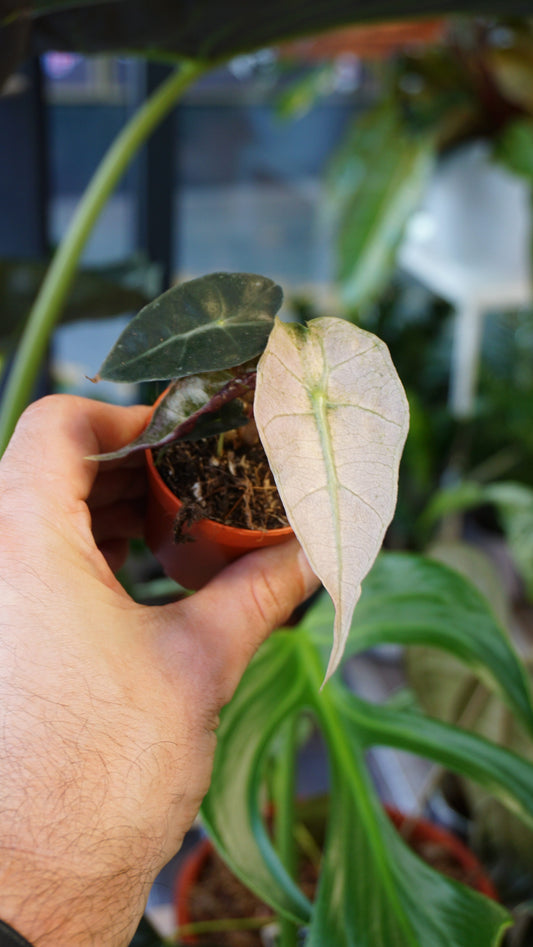 Alocasia Polly Variegata studio plantes rares jungle jardinerie strasbourg plant online pflanzen