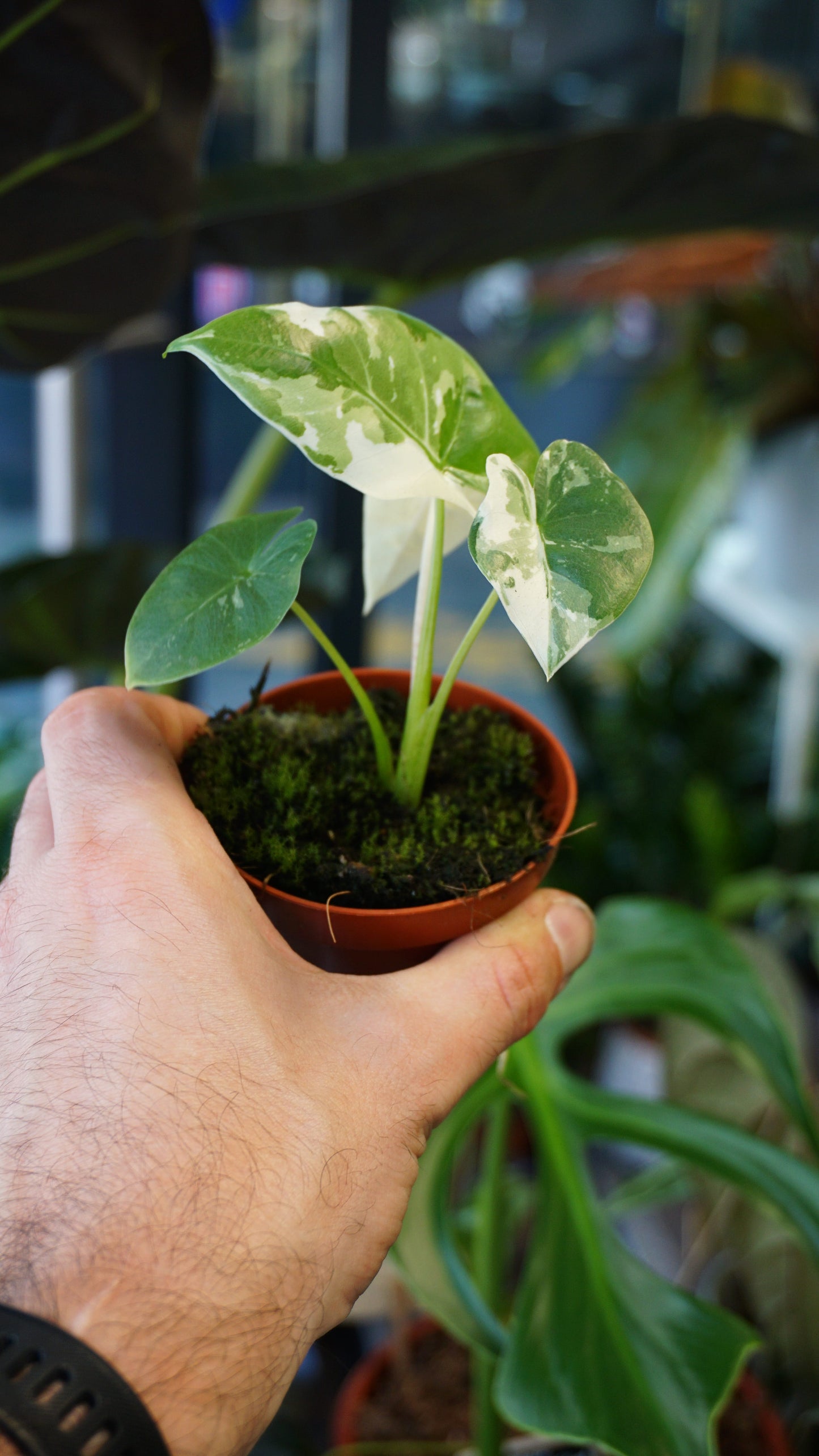 Alocasia Macrorrhiza Albo Variegata | Seltene Pflanze