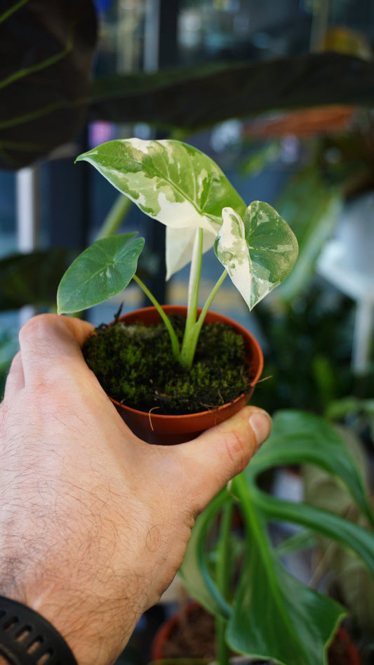 Alocasia Macrorrhiza Albo Variegata studio plantes rares jungle jardinerie strasbourg rare plant shop online pflanzen specimen 1