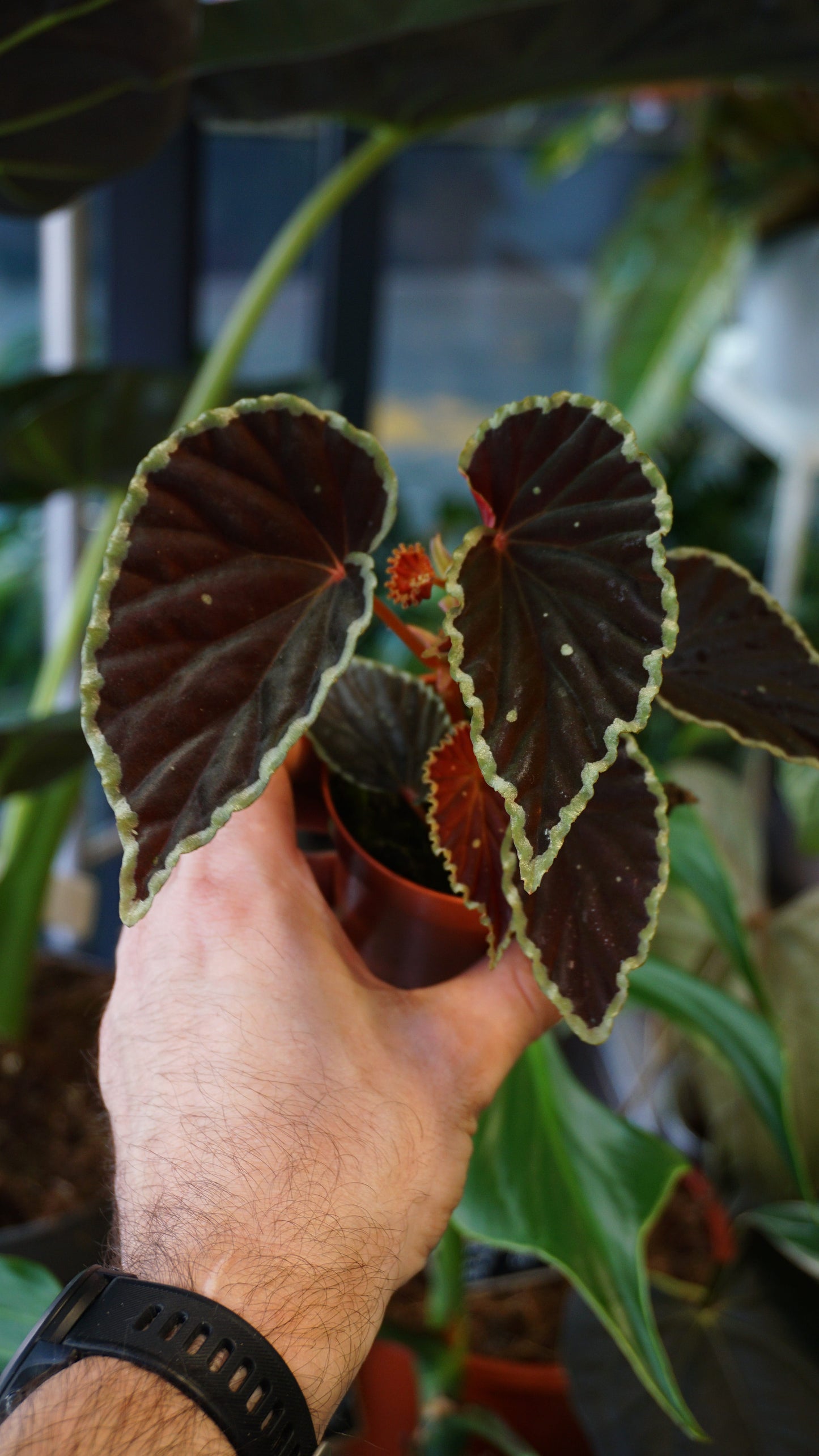 Begonia Darthvaderiana Green Spot studio plantes rares jungle jardinerie strasbourg rare plant shop online pflanzen