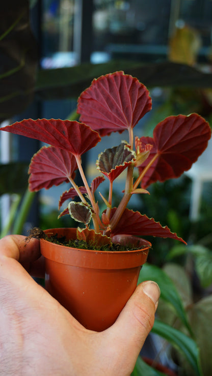 Begonia Darthvaderiana Green Spot studio plantes rares jungle jardinerie strasbourg rare plant shop online pflanzen