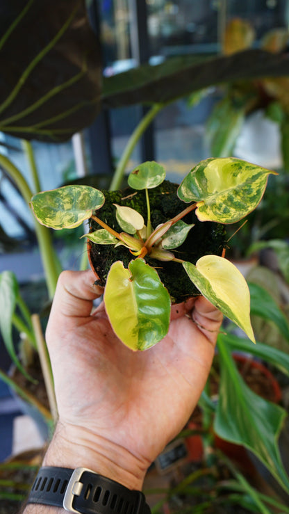 Philodendron Billietiae Variegata baby tc studio plantes rares jungle jardinerie strasbourg rare plant shop online pflanzen