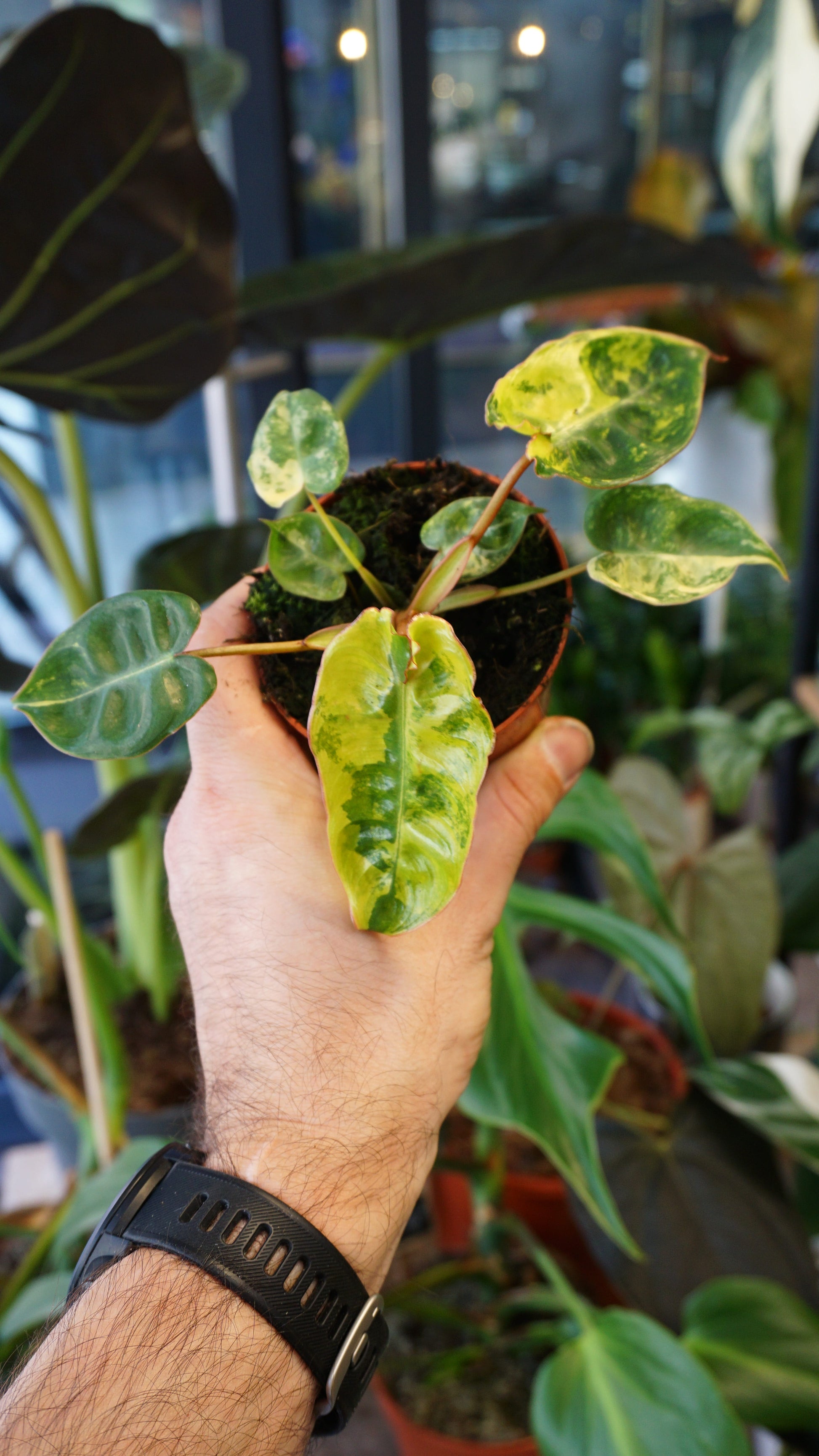 Philodendron Billietiae Variegata baby tc studio plantes rares jungle jardinerie strasbourg rare plant shop online pflanzen