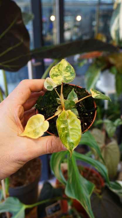 Philodendron Billietiae Variegata baby tc studio plantes rares jungle jardinerie strasbourg rare plant shop online pflanzen