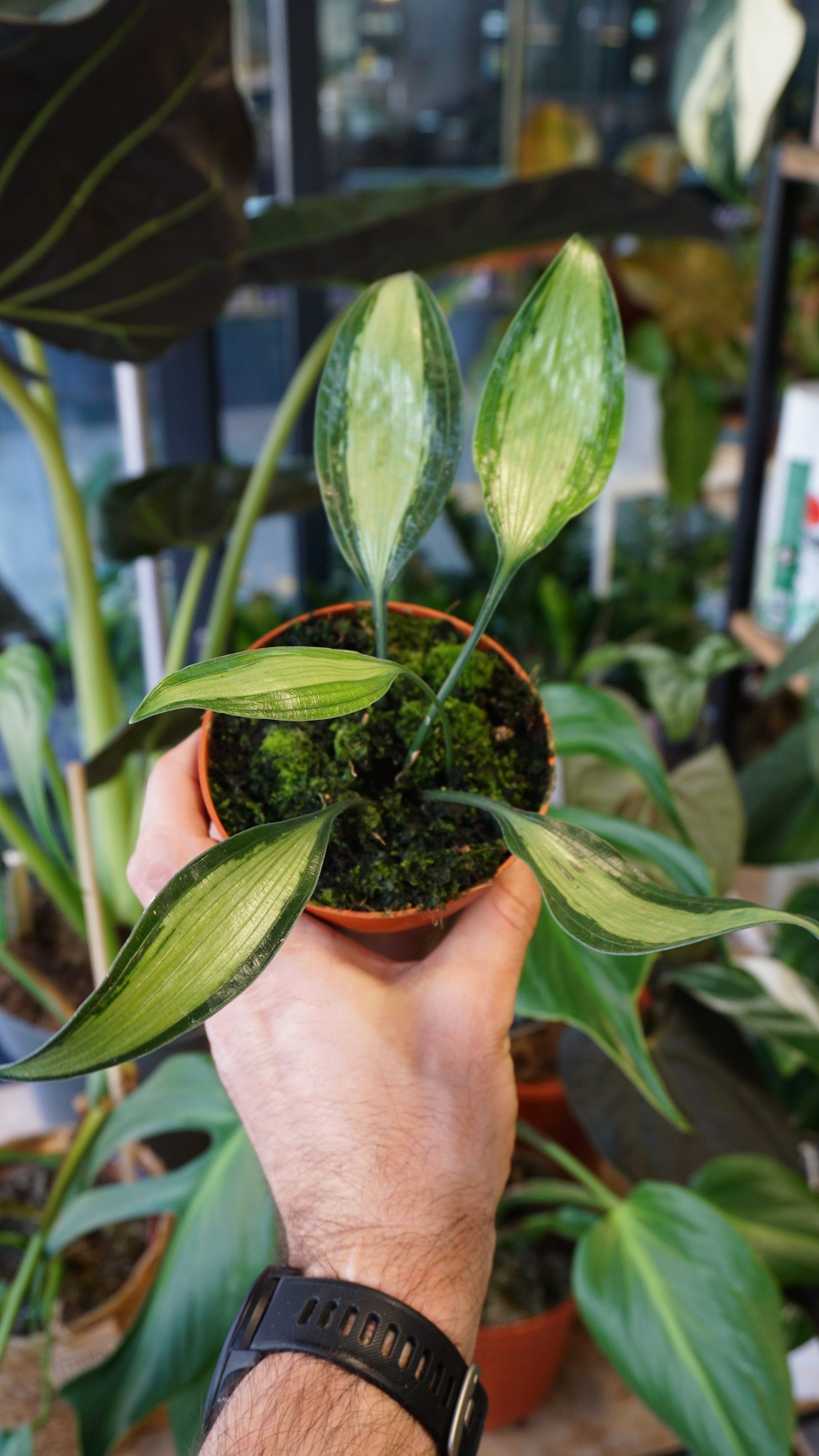 Aspidistra Silver Stripe studio plantes cast iron plant jungle jardinerie strasbourg rare plant shop online pflanzen