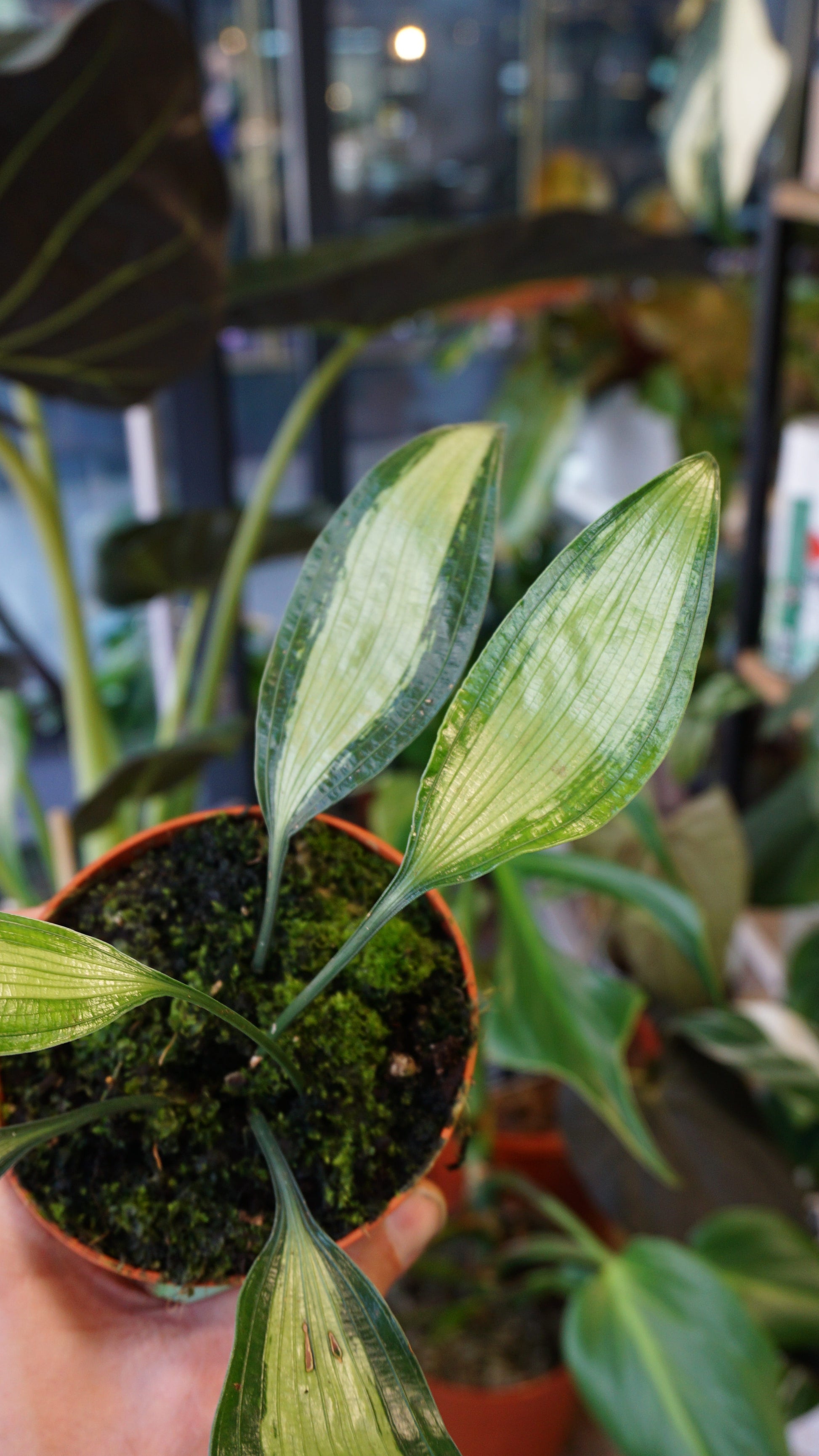 Aspidistra Silver Stripe studio plantes cast iron plant jungle jardinerie strasbourg rare plant shop online pflanzen
