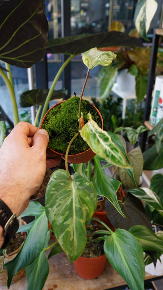 Philodendron Gloriosum Snow Leopard studio plantes rares jungle jardinerie strasbourg rare plant shop online pflanzen