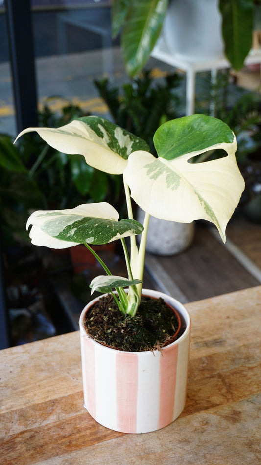 Monstera Crème Brulée studio plantes rares jungle jardinerie strasbourg rare plant shop online pflanzen, specimen 1