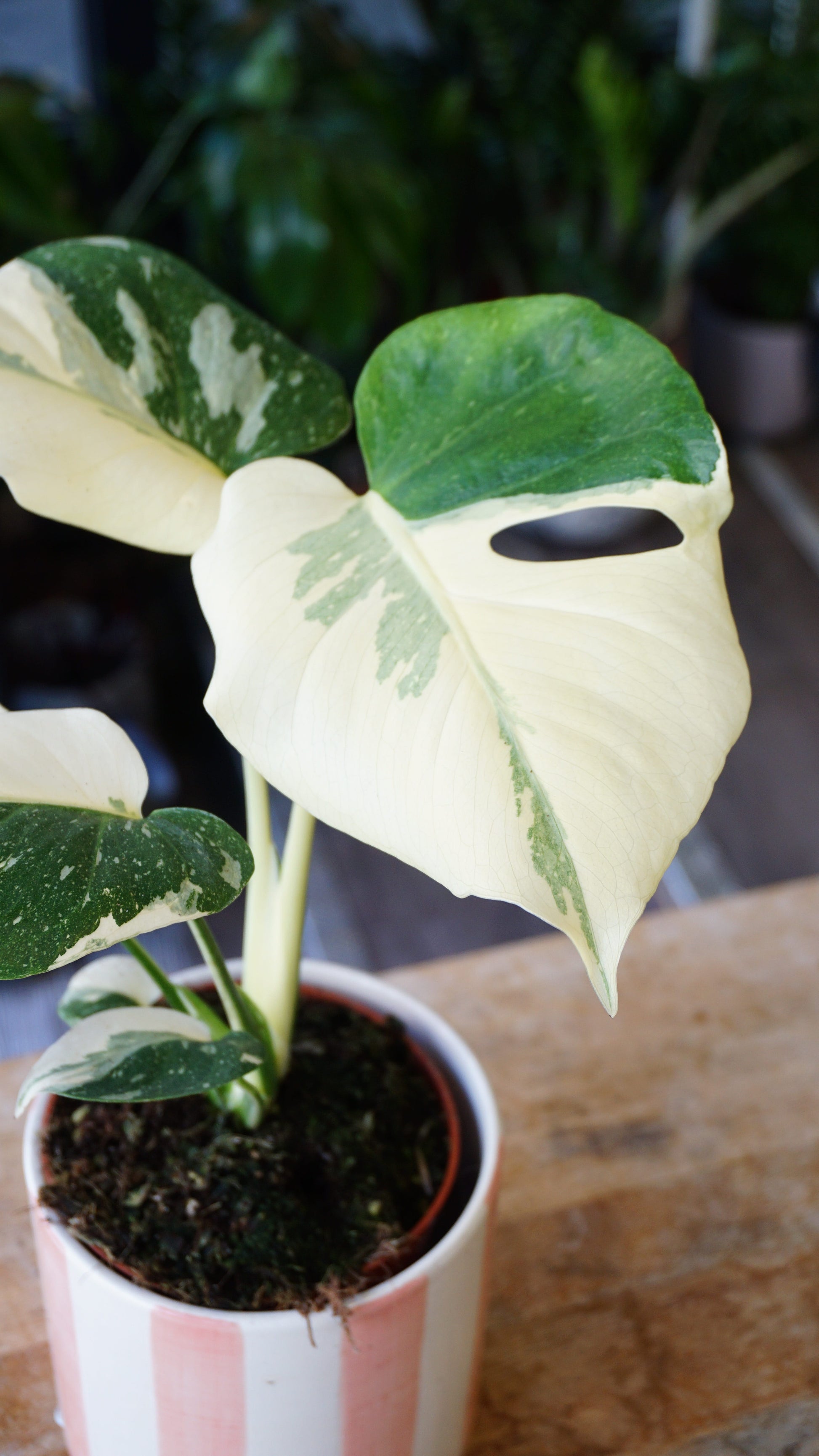 Monstera Crème Brulée studio plantes rares jungle jardinerie strasbourg rare plant shop online pflanzen, specimen 1 zoom