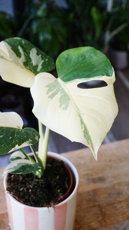 Monstera Crème Brulée studio plantes rares jungle jardinerie strasbourg rare plant shop online pflanzen, specimen 1 zoom
