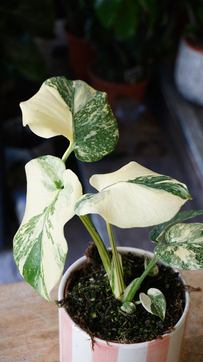 Monstera Crème Brulée studio plantes rares jungle jardinerie strasbourg rare plant shop online pflanzen, specimen 2 angle