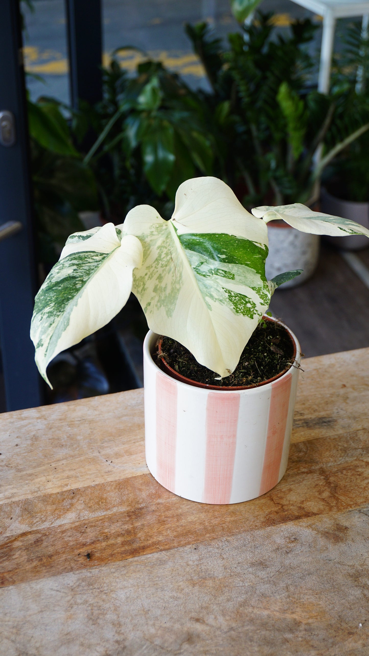 Monstera Crème Brulée studio plantes rares jungle jardinerie strasbourg rare plant shop online pflanzen, specimen 3