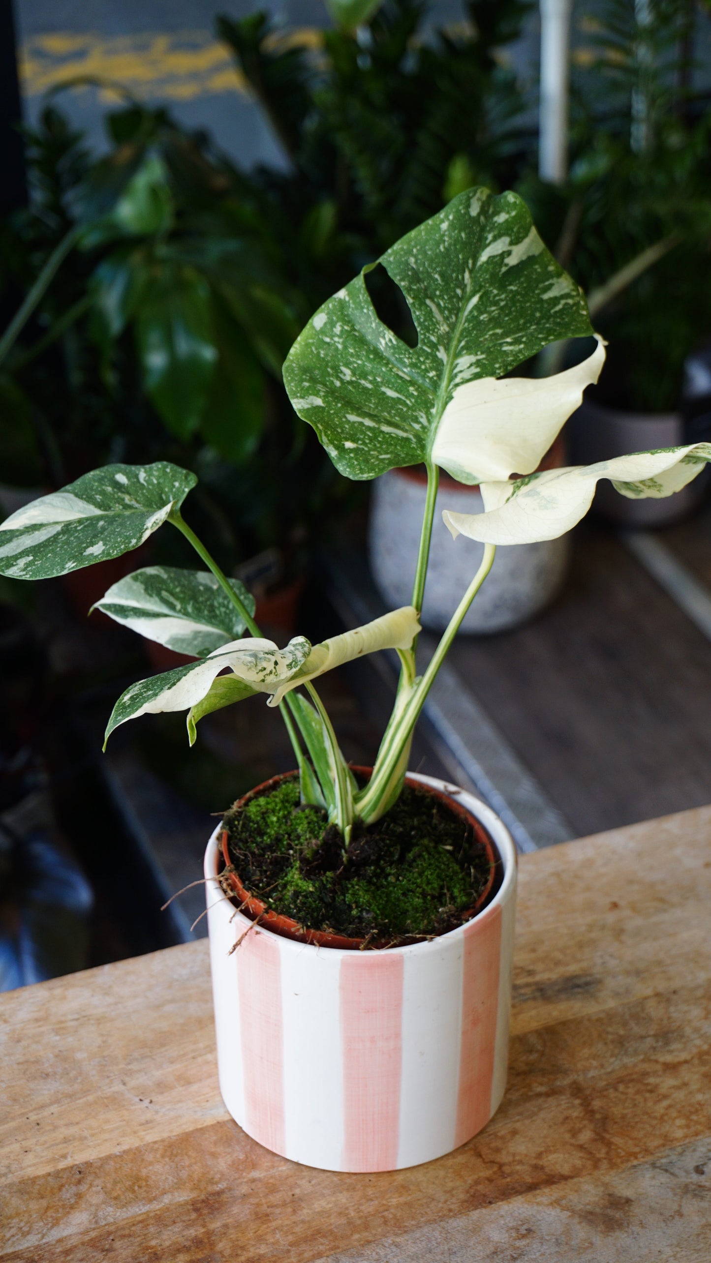 Monstera Crème Brulée studio plantes rares jungle jardinerie strasbourg rare plant shop online pflanzen, specimen 4