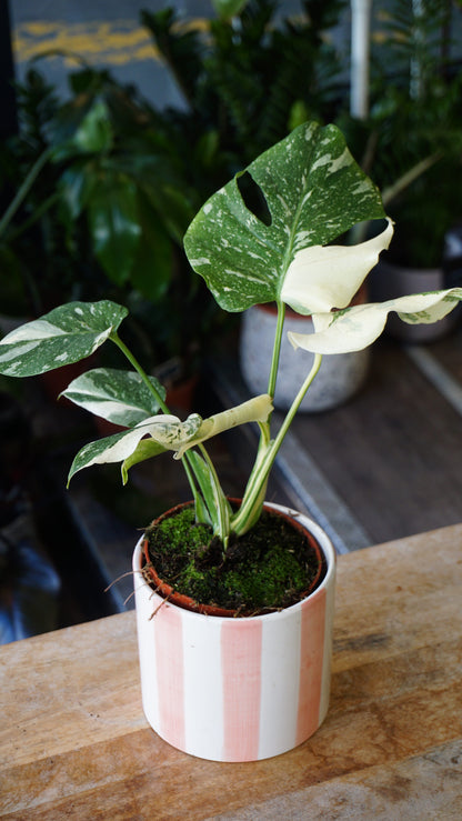 Monstera Crème Brulée studio plantes rares jungle jardinerie strasbourg rare plant shop online pflanzen, specimen 4