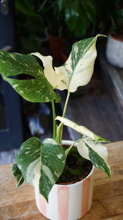 Monstera Crème Brulée studio plantes rares jungle jardinerie strasbourg rare plant shop online pflanzen, specimen 4 angle
