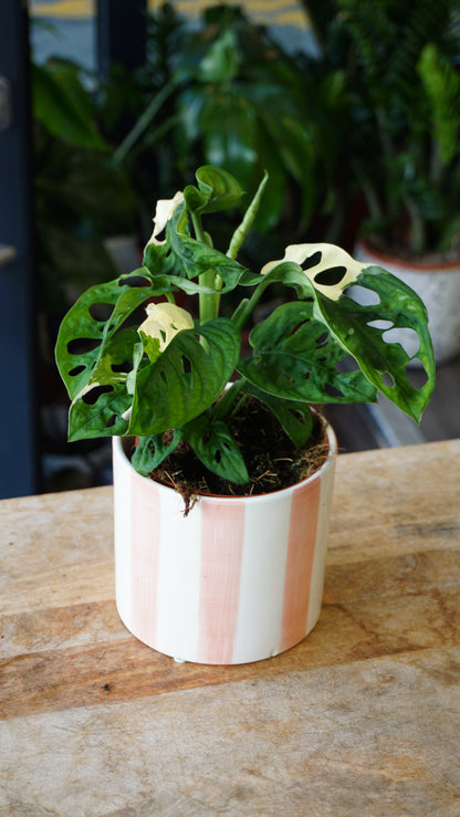 Monstera Adansonii Variegata studio plantes rares jungle jardinerie strasbourg rare plant shop online pflanzen