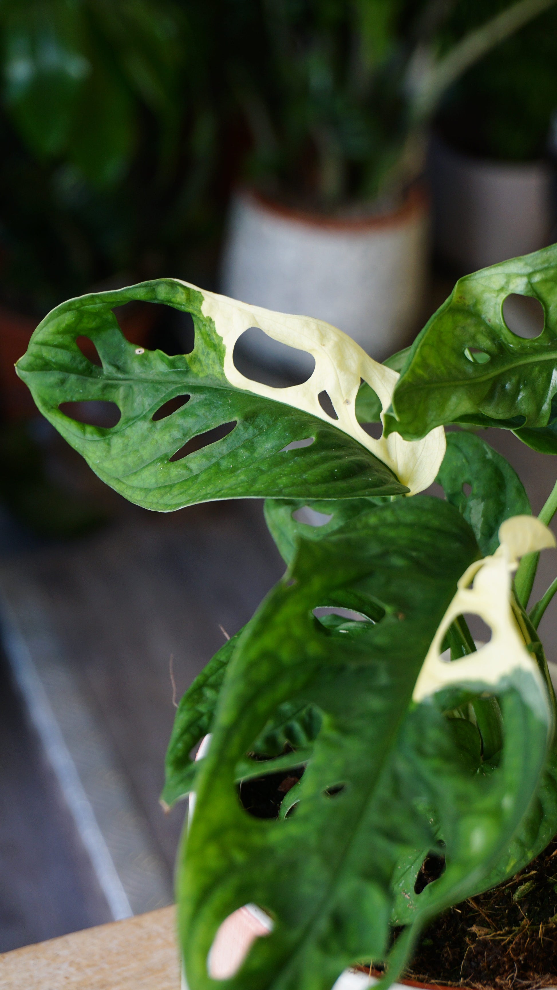 Monstera Adansonii Variegata studio plantes rares jungle jardinerie strasbourg rare plant shop online pflanzen