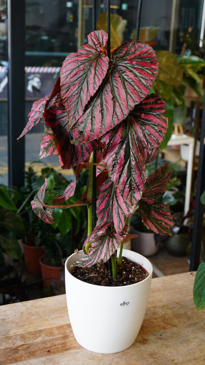 Begonia Brevirimosa studio plantes rares jungle jardinerie strasbourg rare plant shop online pflanzen 