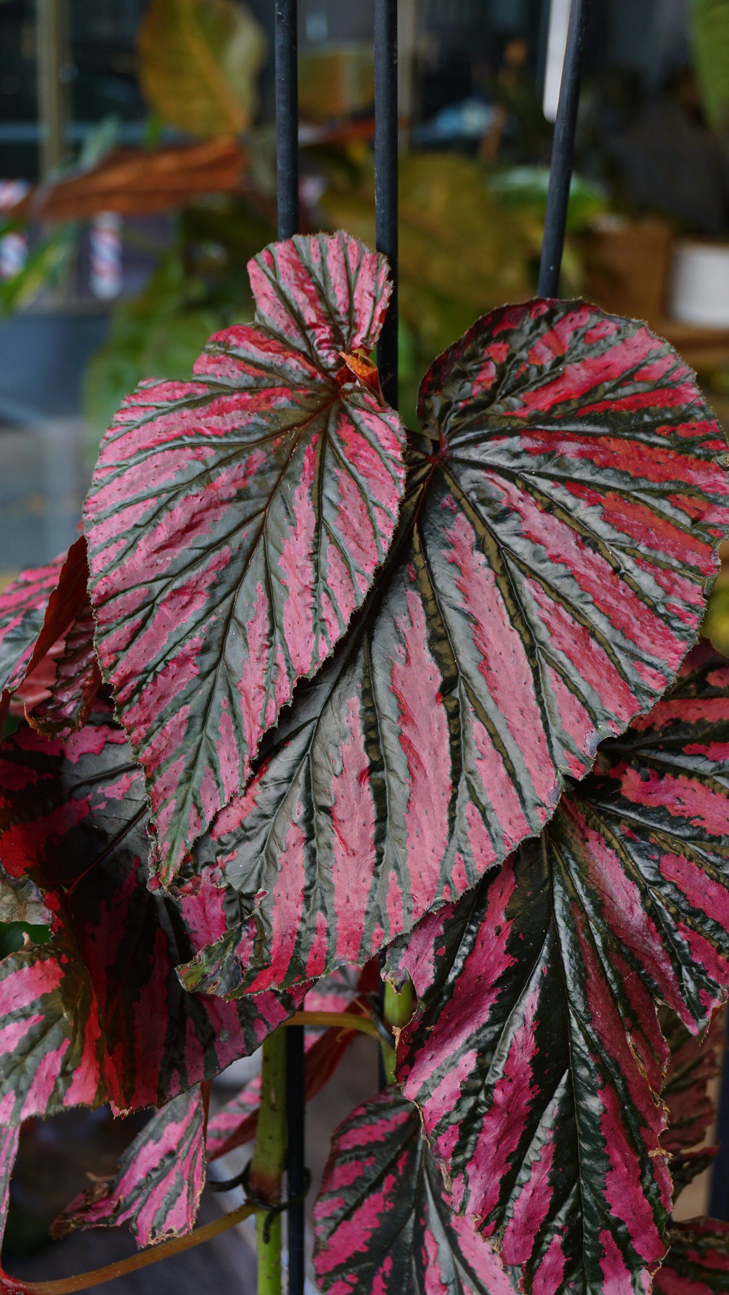 Begonia Brevirimosa studio plantes rares jungle jardinerie strasbourg rare plant shop online pflanzen