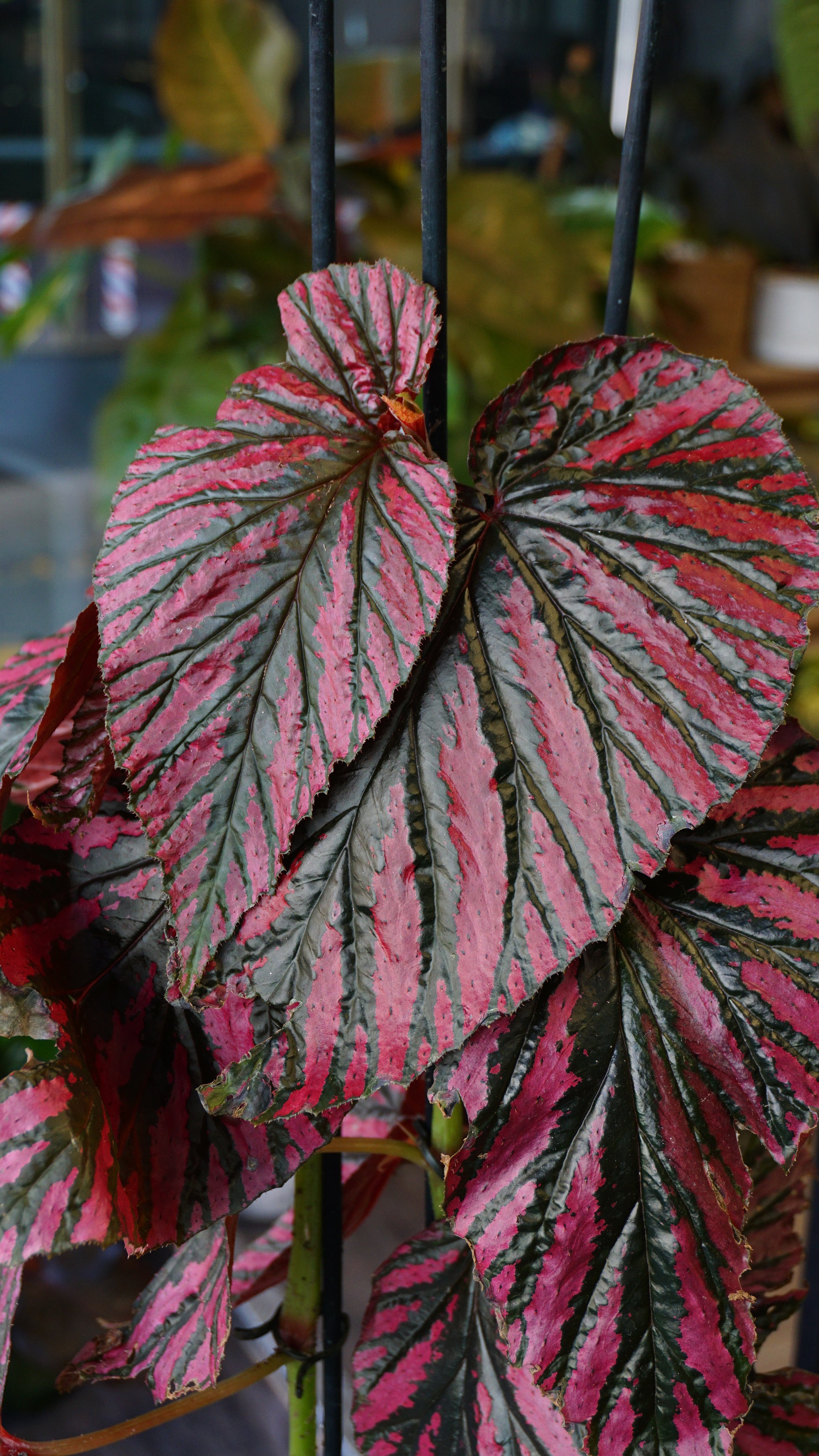 Begonia Brevirimosa studio plantes rares jungle jardinerie strasbourg rare plant shop online pflanzen