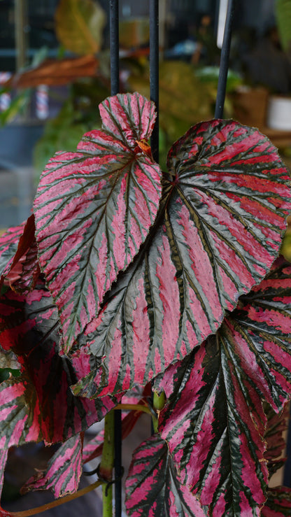 Begonia Brevirimosa studio plantes rares jungle jardinerie strasbourg rare plant shop online pflanzen