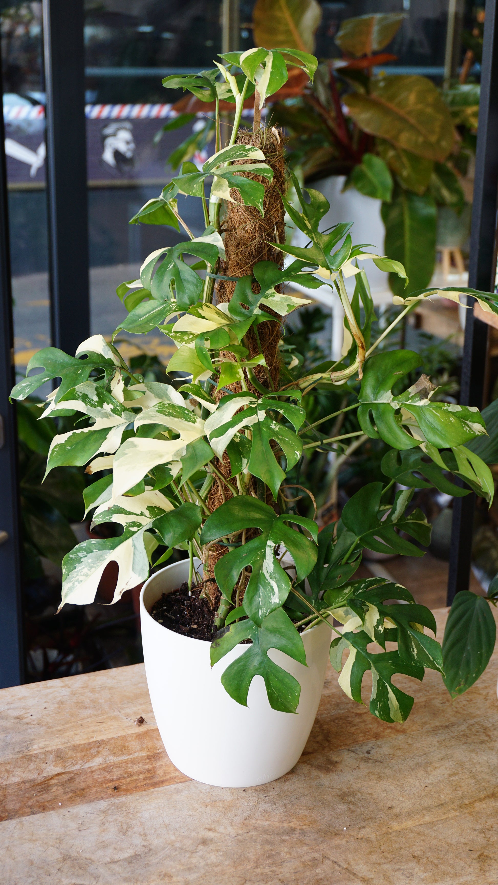 Rhaphidophora Tetrasperma Variegata studio plantes rares jungle jardinerie strasbourg rare plant shop online pflanzen