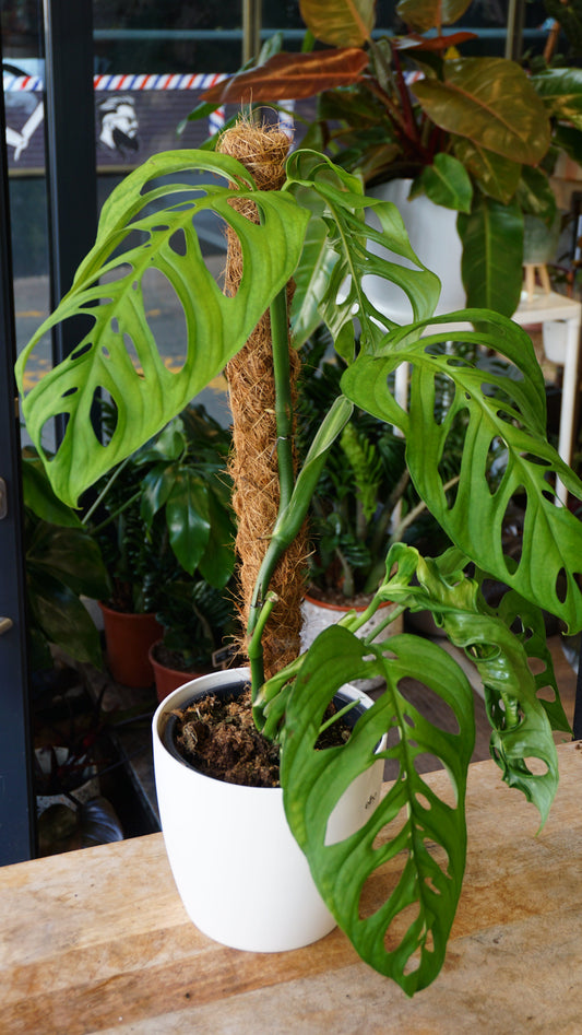 Monstera Esqueletto studio plantes rares jungle jardinerie strasbourg rare plant shop online pflanzen
