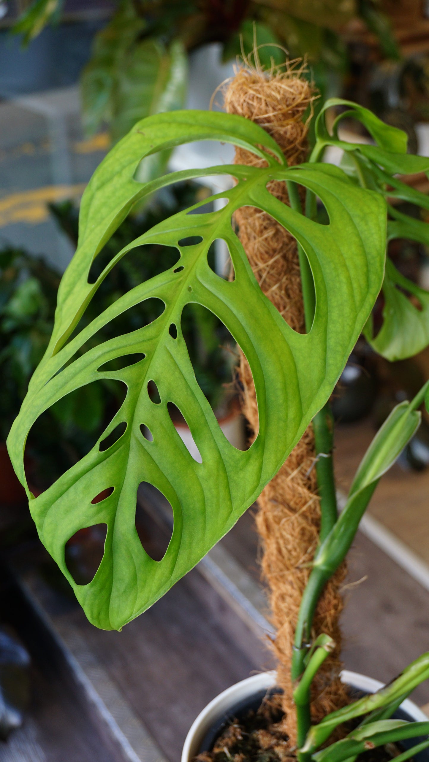 Monstera Esqueletto studio plantes rares jungle jardinerie strasbourg rare plant shop online pflanzen leaf zoom