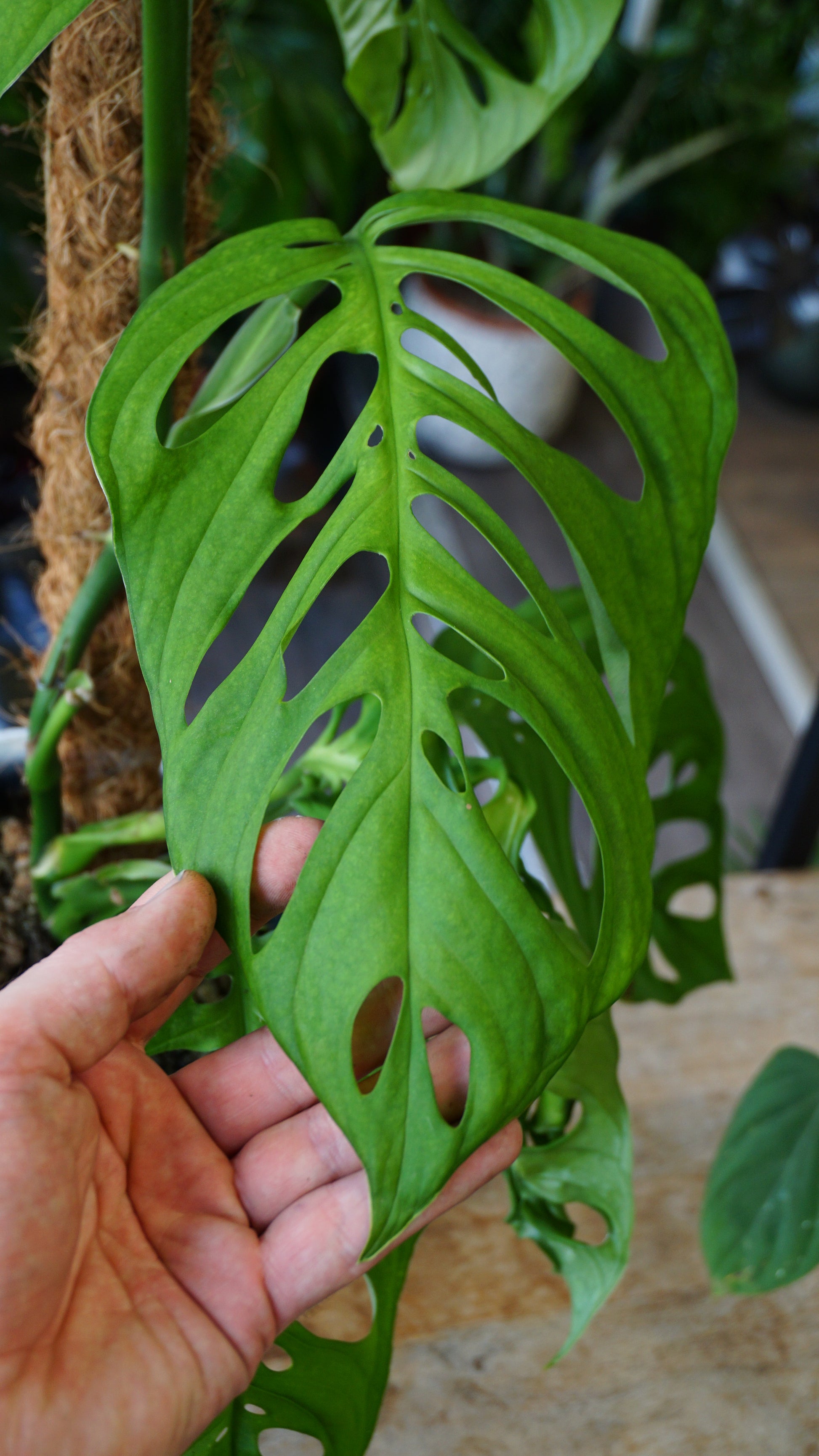 Monstera Esqueletto studio plantes rares jungle jardinerie strasbourg rare plant shop online pflanzen leaf size hand comparison