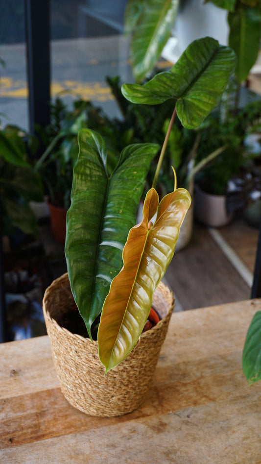Philodendron Felix studio plantes rares jungle jardinerie rare plant shop online pflanzen