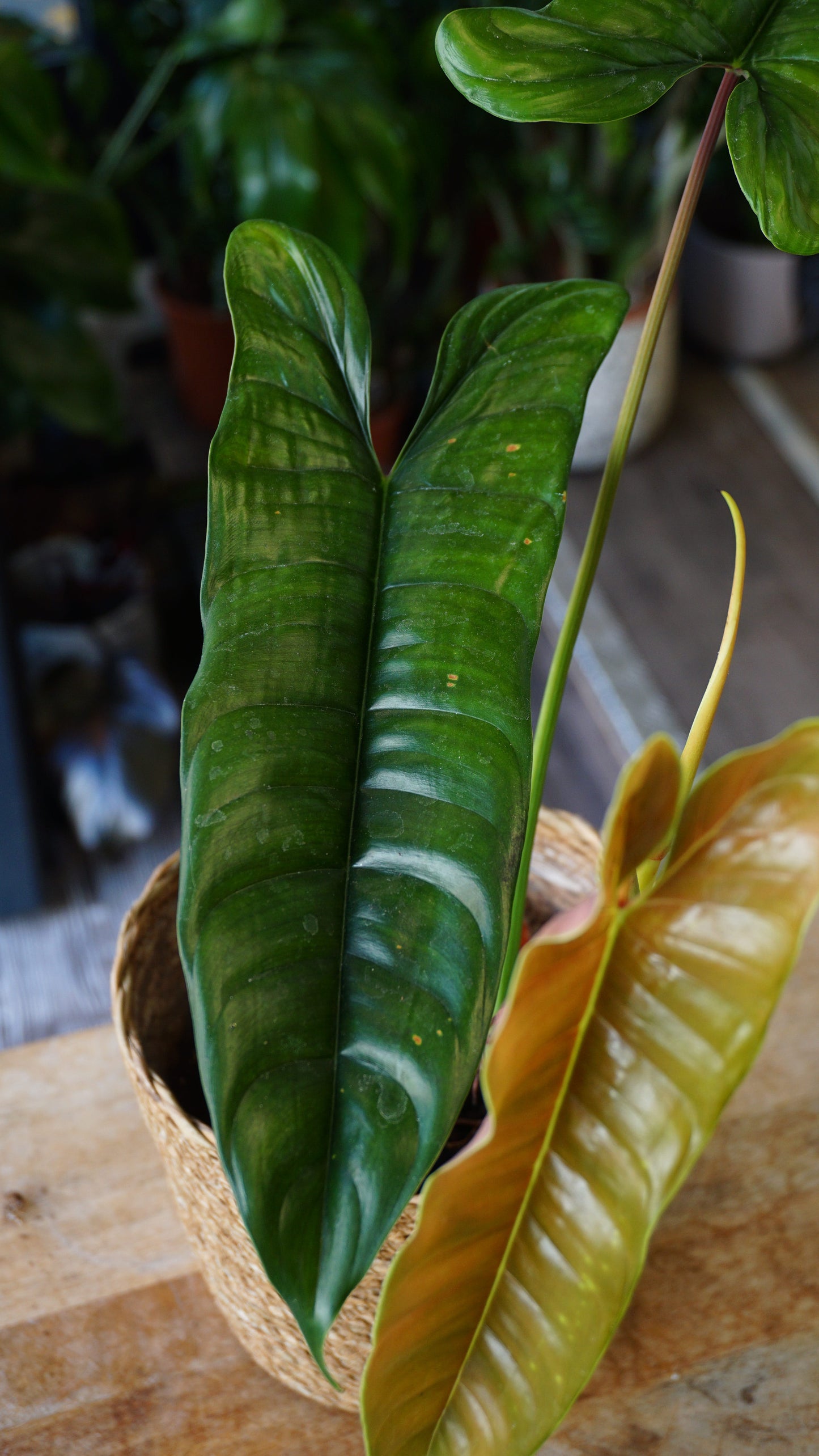 Philodendron Felix studio plantes rares jungle jardinerie rare plant shop online pflanzen zoom