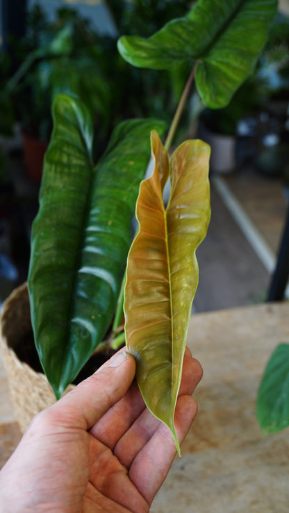 Philodendron Felix studio plantes rares jungle jardinerie rare plant shop online pflanzen hand comparison for size