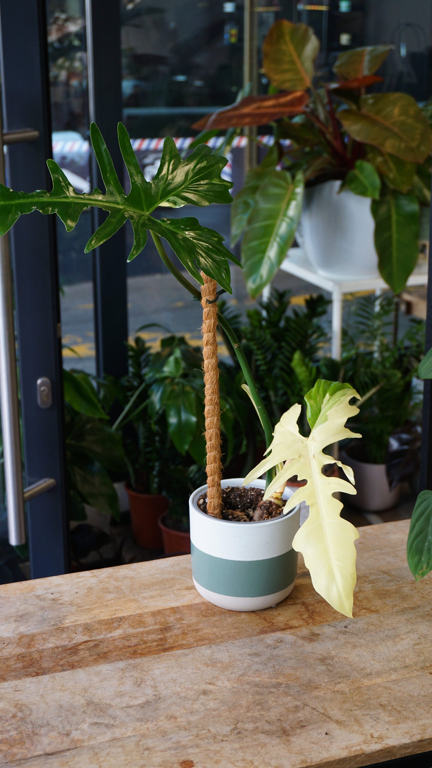 Philodendron Golden Dragon Variegata studio plantes rares jungle jardinerie strasbourg rare plant shop online pflanzen