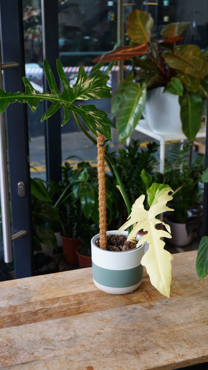 Philodendron Golden Dragon Variegata studio plantes rares jungle jardinerie strasbourg rare plant shop online pflanzen