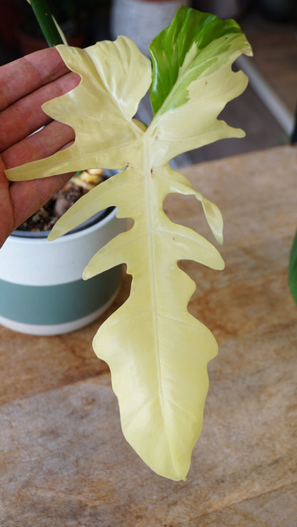 Philodendron Golden Dragon Variegata studio plantes rares jungle jardinerie strasbourg rare plant shop online pflanzen