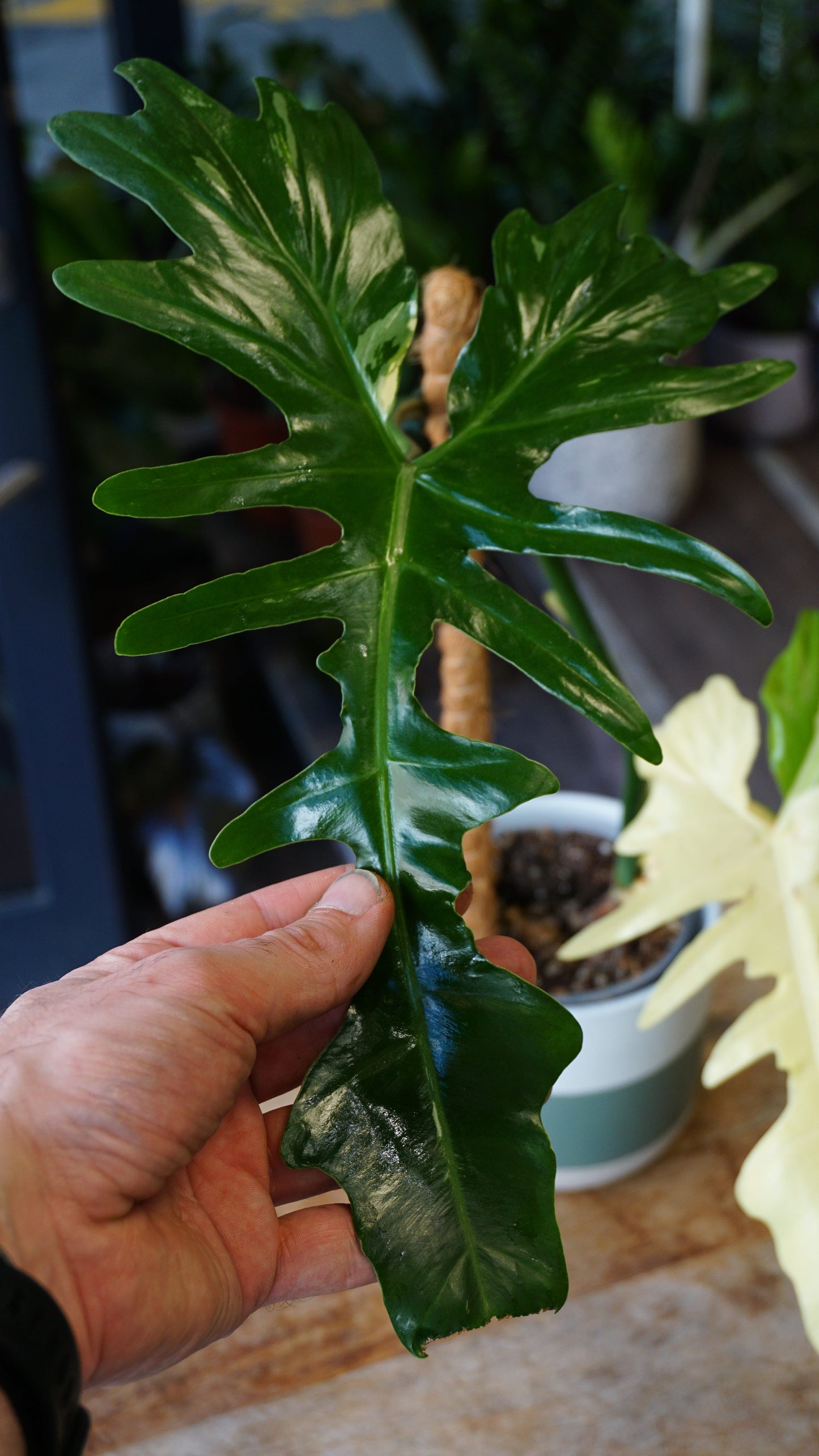 Philodendron Golden Dragon Variegata studio plantes rares jungle jardinerie strasbourg rare plant shop online pflanzen