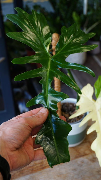 Philodendron Golden Dragon Variegata studio plantes rares jungle jardinerie strasbourg rare plant shop online pflanzen