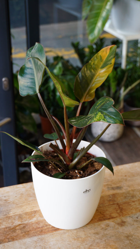 Philodendron Red Congo Variegata