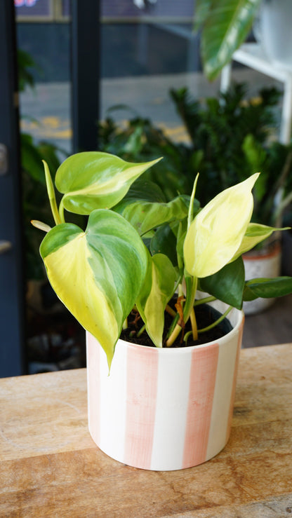 Philodendron Brasil plante retombante grimpante studio plantes rares jungle jardinerie rare plant shop online pflanzen